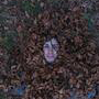 Andrej Ho�evar